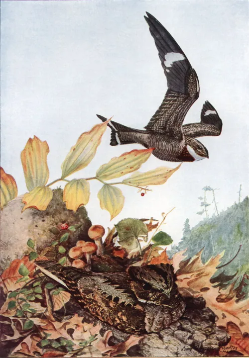 Capa de Bacurau